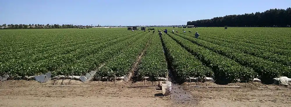 Strawberry field, workers harvesting, northwest Oxnard