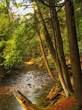 Cook Forest State Park