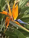 Strelitzia reginae flowers