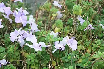 Streptocarpus saxorum