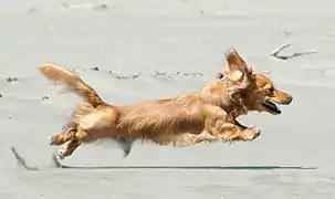 Yellow Dachshund