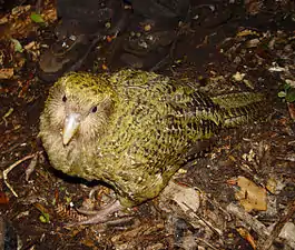 The kakapo, a large flightless parrot endemic to New Zealand