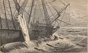 Whalers flensing blubber from a sperm whale.