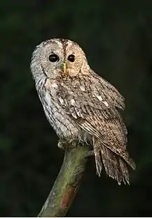 Tawny owl