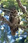 The Withington Wilderness contains critical habitat for the threatened Mexican spotted owl.