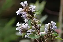 Kurunji flower in mountain peak of Berijam lake