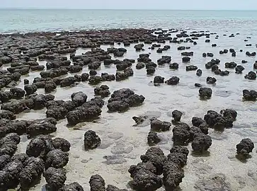 Stromatolites may have been made by microbes moving upward to avoid being smothered by sediment.