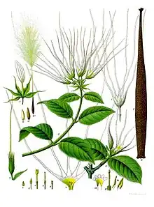 Strophanthus hispidus (coloured plate)