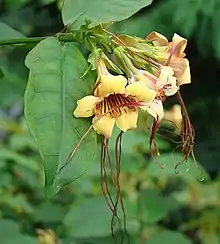 Strophanthus preussii