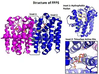 Crystal structure of FPPS (PDB ID: 1RQI)