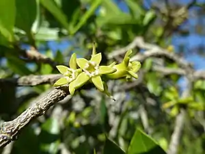 Strychnos pungens flowers