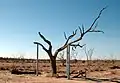 The Sturt Tree, marked by Charles Sturt on his exploration