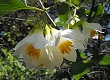 Styrax officinalis