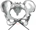 Female subpubic angle