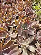 Rosette Succulents at Orman