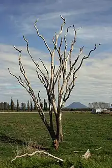 Dead tree standing in a rural field