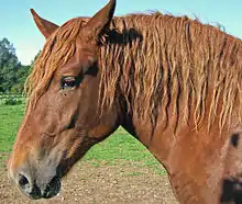 Image 17The pinna of a horse's ears can rotate in any direction to pick up sounds (from Equine anatomy)