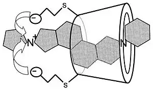 Schematic diagram of sugammadex encapsulating a rocuronium molecule