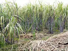 Image 7South Florida's climate is ideal for growing sugarcane. (from Geography of Florida)