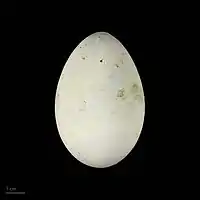 Whitish egg on black background