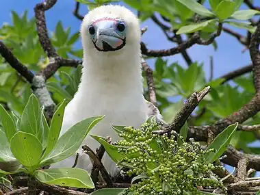 Image 2Red-footed boobyMore selected pictures