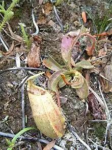 ? N. glabrata × N. maxima