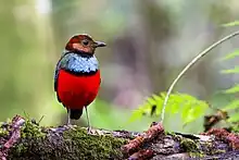 Sulawesi Pitta from North Sulawesi