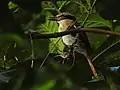 Sulawesi lilac kingfisher in Tangkoko Nature Reserve, Sulawesi