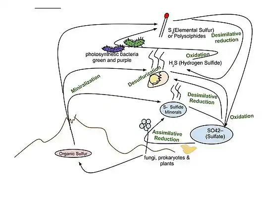 Sulfur cycle