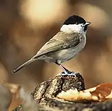 Marsh titPoecile palustris