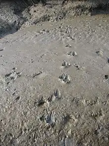 Tiger tracks.