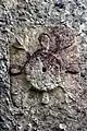 Tide dial of the Saxon Church in Corhampton, Hampshire, England (11th c.)