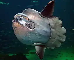 The deep-diving ocean sunfish is the largest bony fish, but its skeleton is mostly cartilaginous.