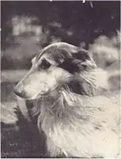 Black and white photograph with head and partial body of a Rough Collie whose body is facing right but head is turned back to look behind him.