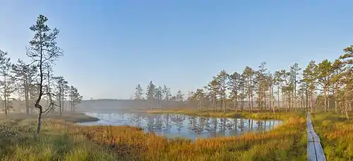 The swamp at sunrise