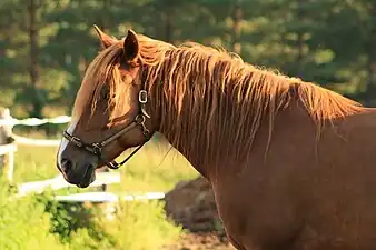 A Finnhorse.