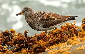 Surfbird