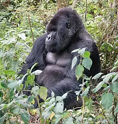 Gorilla beringei beringei