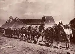 Photograph of a man and his carthorse hauling timber from the Sussex woods near Batlle.