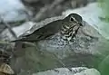 Swainson's thrush on South Padre Island, Texas