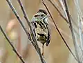 Swamp sparrow at Lake Mattamuskeet