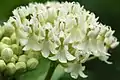 Asclepias incarnata 'Ice Ballet'