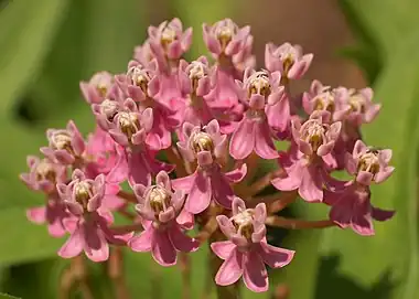 Inflorescence