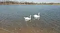 Swans in the Creek