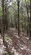 A stand of cedars