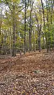 Hardwoods and withering cinnamon fern