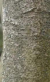 Closeup of the tree's bark