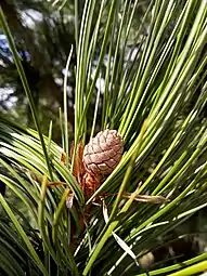 Pinus cembra 'Columnaris' (cultivar) 1 year-old cone and foliage