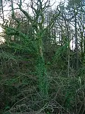 A Sycamore covered with epiphytic Common Polypody ferns.