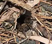 In its burrow in Kurrajong, New South Wales